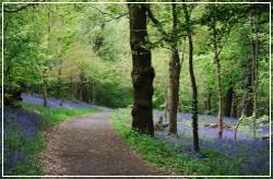 Saltwells wood