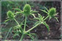 Teasels