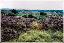 Waldridge Fell Country Park