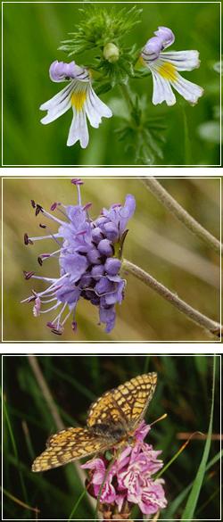 Images of Euphrasia (Eyebright), Succisa (Devil's Bit) and the Fritilary butterfly